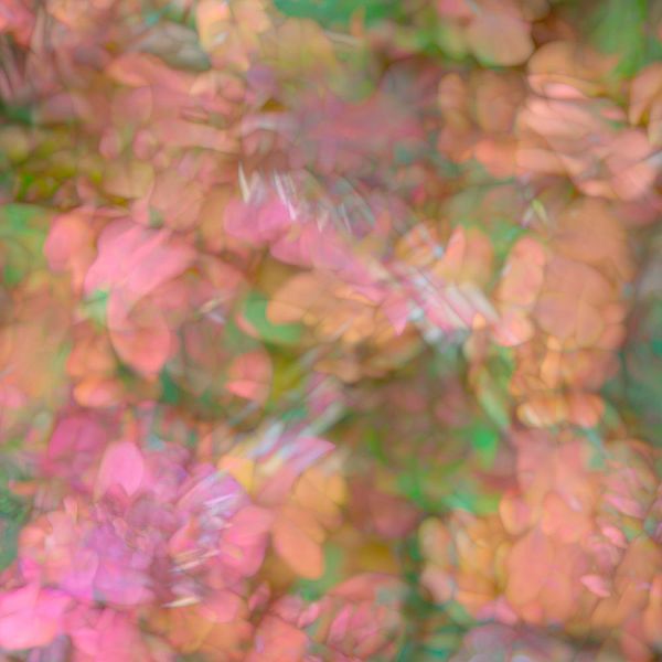 Jaynes Gallery 아티스트의 Pink-orange and green floral montage abstract작품입니다.